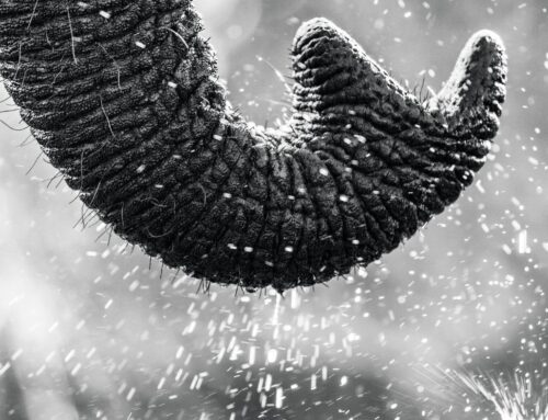 Der Elefant, der Rüssel und der Schlüssel zur Ruhe – Eine Reise zu innerem Frieden